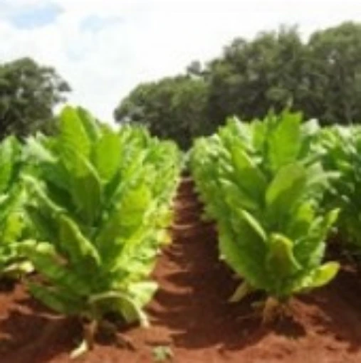Tobacco (Burley) TB17-100
