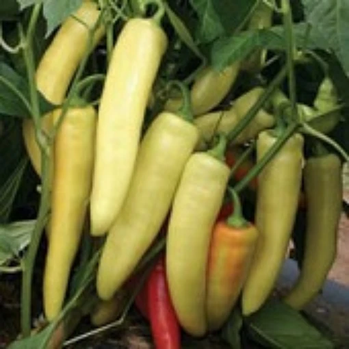 Boris Sweet Peppers  SP361-10