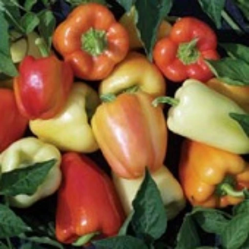 Whitney Sweet Peppers SP368-20_Base