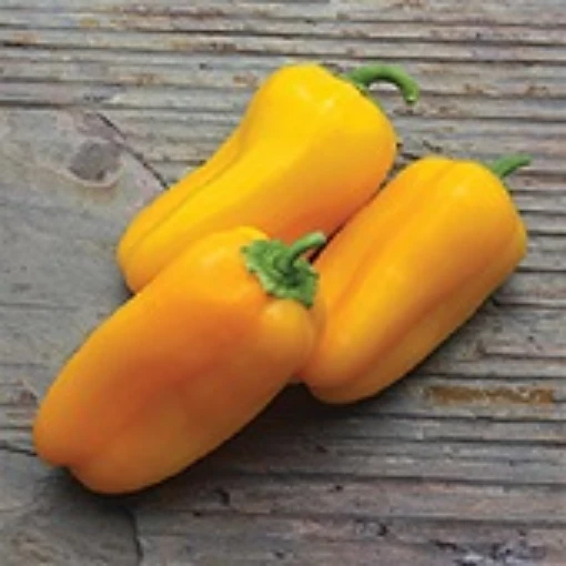 Yellow Sparkler Sweet Peppers SP369-10