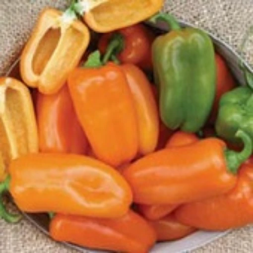 Yummy Orange Sweet Peppers SP370-5