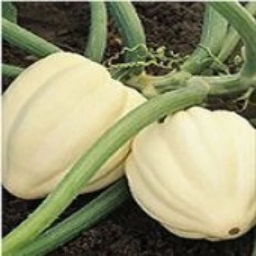 Cream of the Crop Squash SQ43-20