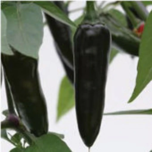 Chenzo Peppers HP2247-10