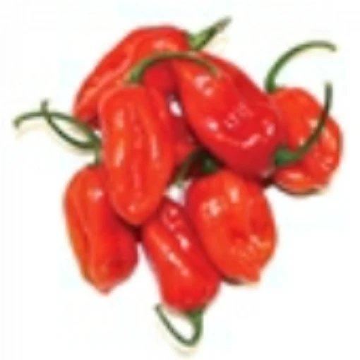 Habanero Hot Peppers (Xaman Rojo)  HP2257-10