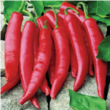 Tobacco Mosaic Virus Resistant Hot Peppers. Reimer Seeds