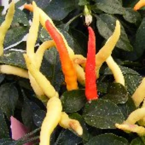NuMex Cinco de Mayo Peppers HP2258-20