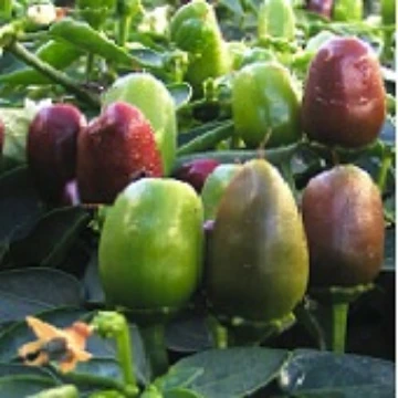 NuMex Earth Day Pepper Seeds