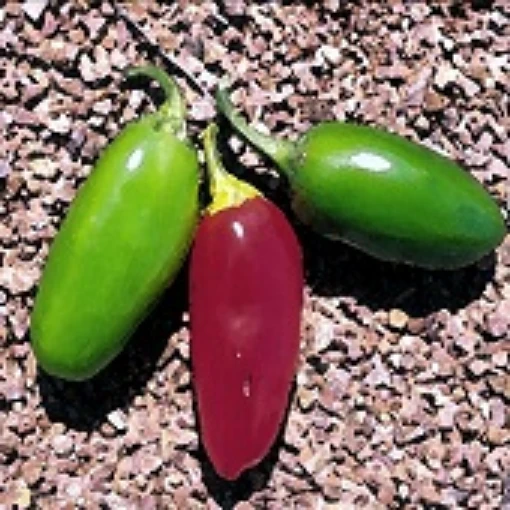 NuMex Vaquero Hot Peppers  HP2264-10 