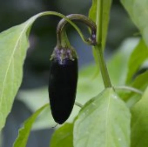 Purple Serrano Peppers HP217-10