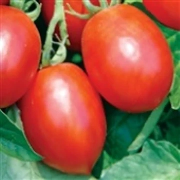 Mochomo Tomato Seeds