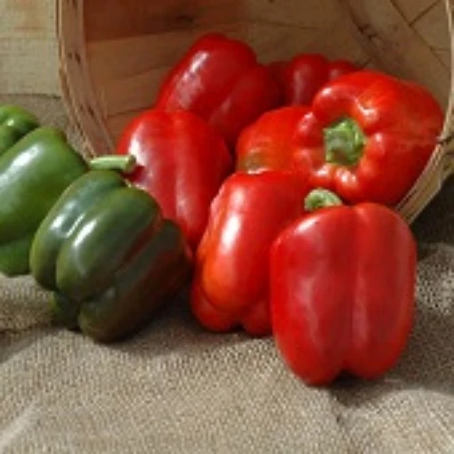Excursion II Sweet Peppers SP373-20