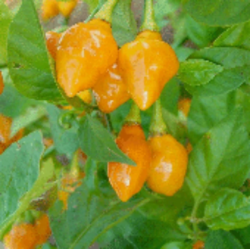 Capsicum Chinense USDA #653673 Hot Peppers HP2275-10