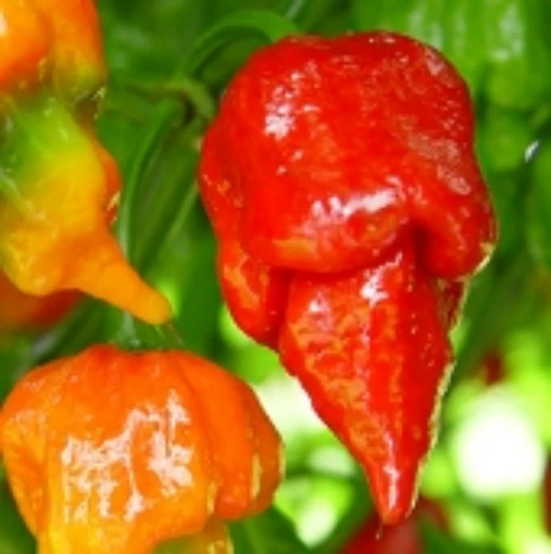 Trinidad Scorpion Butch "T" Hot Peppers HP2283-5