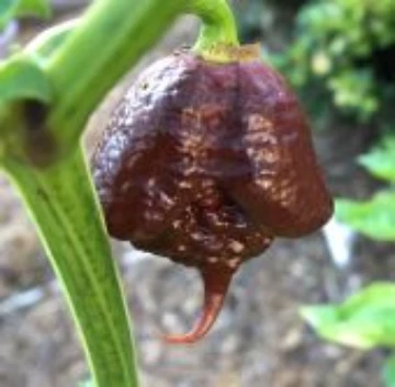 Carolina Reaper Chocolate Pepper Seeds