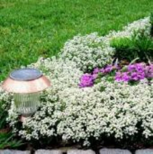 Alyssum Flowers (Carpet of Snow) FL129-100