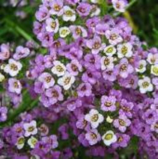 Alyssum Flowers (Royal Carpet) FL29-100