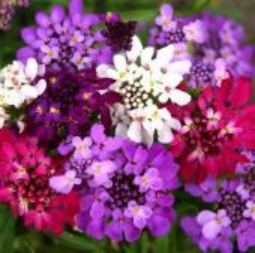 Candytuft Flowers (Fairy Mixed) FL8-100