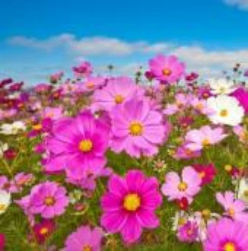 Cosmos Flowers (Sensation Mix) FL11-100