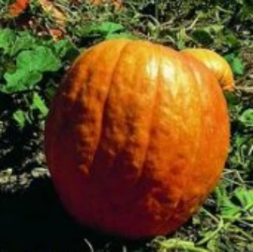 Big Moon Pumpkins PM15-10