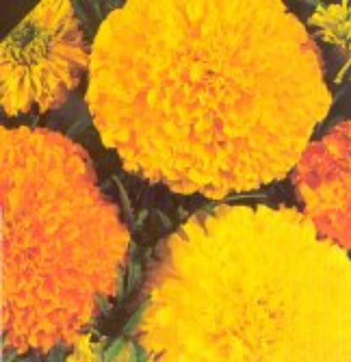 African Marigold Flowers (Crackerjack Mixed) FL16-100