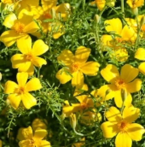 Marigold Flowers (Lemon Gem) FL102-25