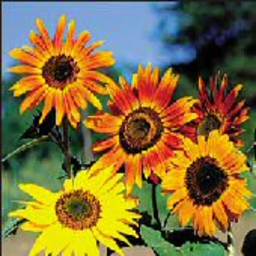 Sunflower Flowers (Autumn Beauty Mixed) FL111-50