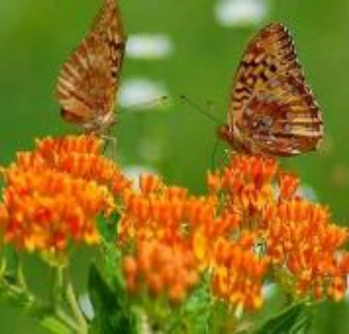 Butterfly Milkweed Flowers FL80-100