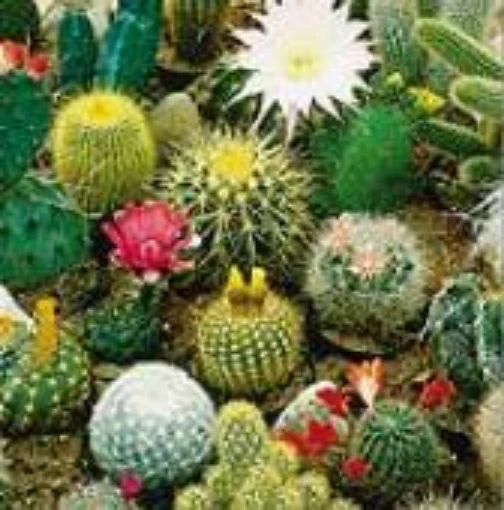 Cactus (Mixed) FL54-100