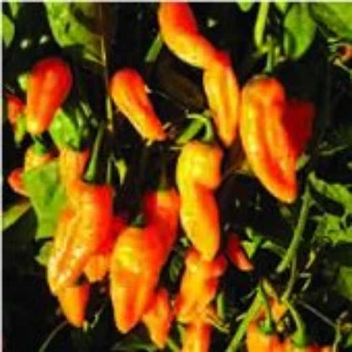 Golden Ghost Hot Peppers HP2251-5