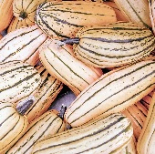 Honey Boat Squash SQ117-20
