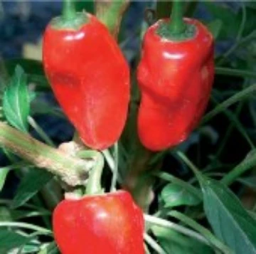 Hinkel Hatz Red Pepper Seeds