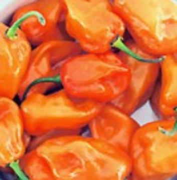 Magnum Habanero Pepper Seeds