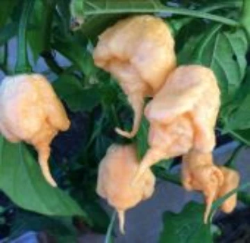 California Reaper Peach Pepper Seeds