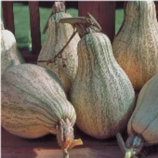 Tennessee Sweet Potato Squash SQ118-10