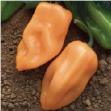 Burning Bush Pepper Seeds
