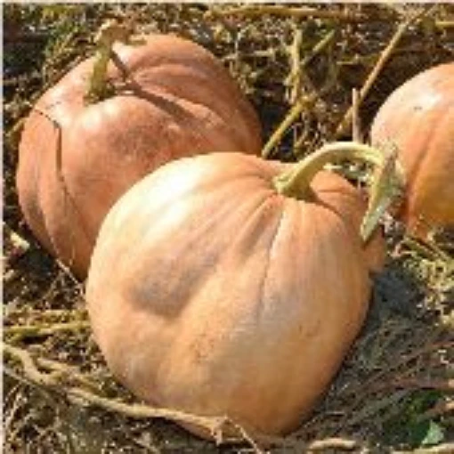 Upper Ground Sweet Potato Squash SQ119-10
