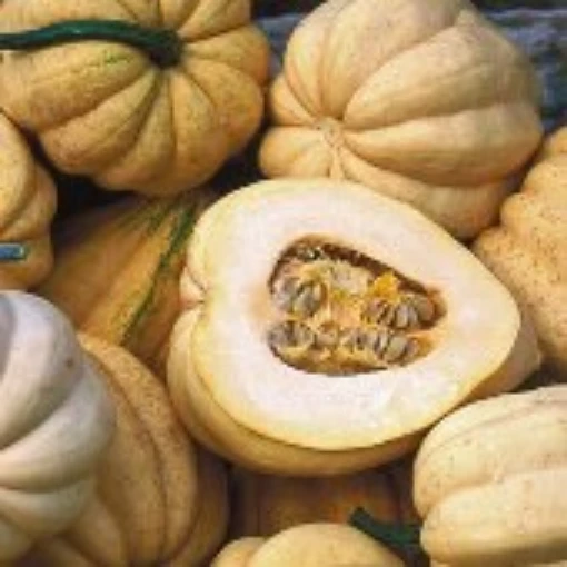 Thelma Sanders Sweet Potato Squash SQ120-20