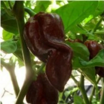 Devil's Tongue Chocolate Pepper Seeds