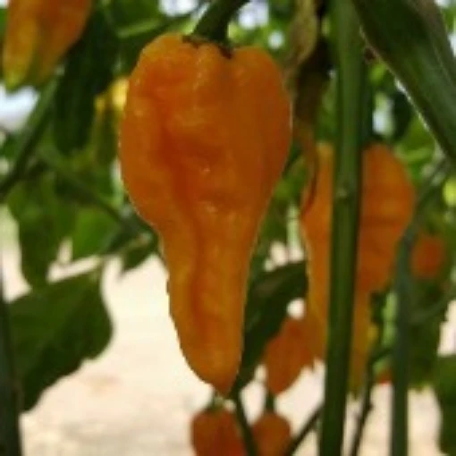 Dorset Naga Hot Peppers (Orange) HP2297-5