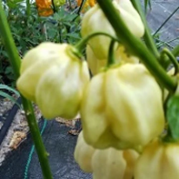 Habanero Giant White Pepper Seeds