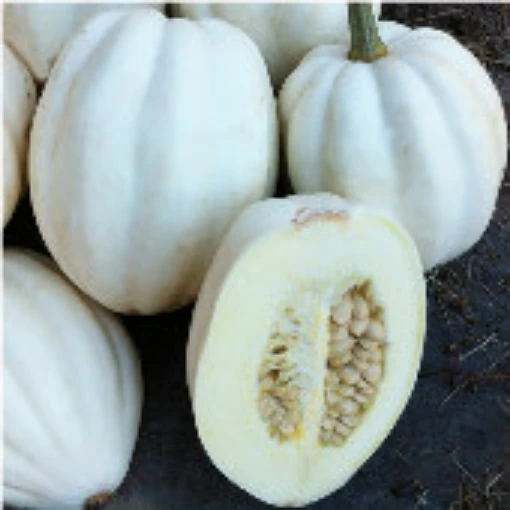 Mashed Potato Squash SQ121-20