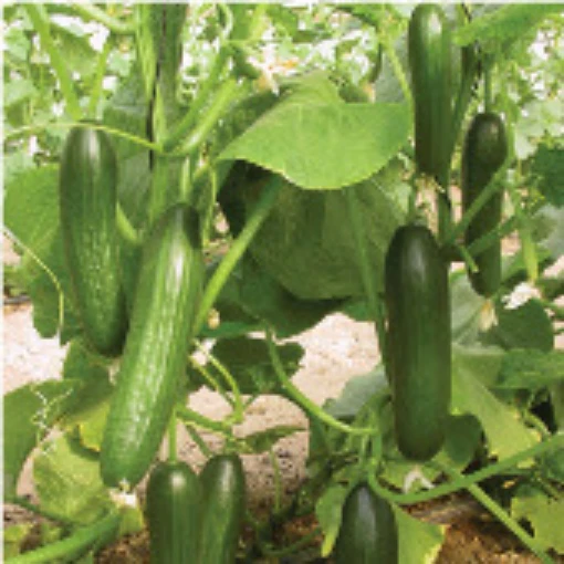 Manny Cucumbers CU125-10