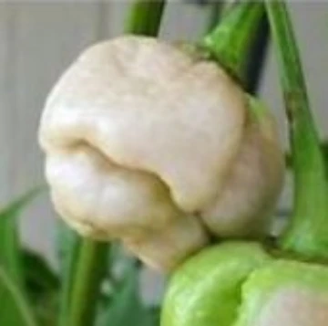 7 Pot White Pepper Seeds