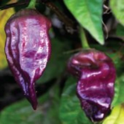 Bhut Jolokia Ghost Hot Peppers (Purple) HP2302-5