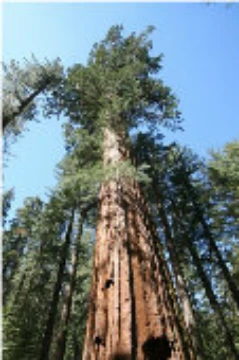 Giant Sequoia Redwood Tree