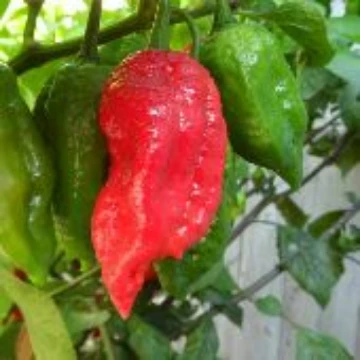 Naga Viper Pepper Seeds