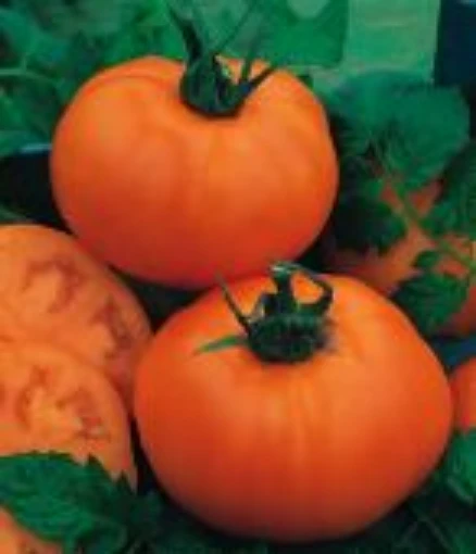 Orange Heirloom Tomato TM899-20