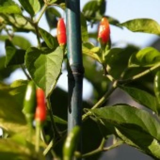 Donni Sali Hot Peppers (Small) HP2308-5