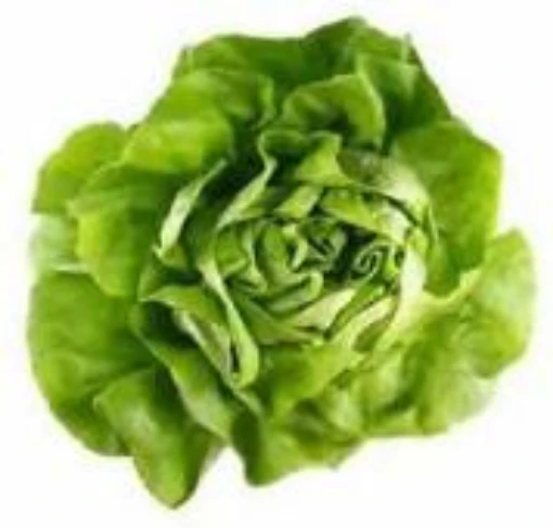 Wayahead Lettuce LC65-100