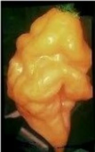 Dorset Naga Hot Peppers (Yellow) HP2311-5